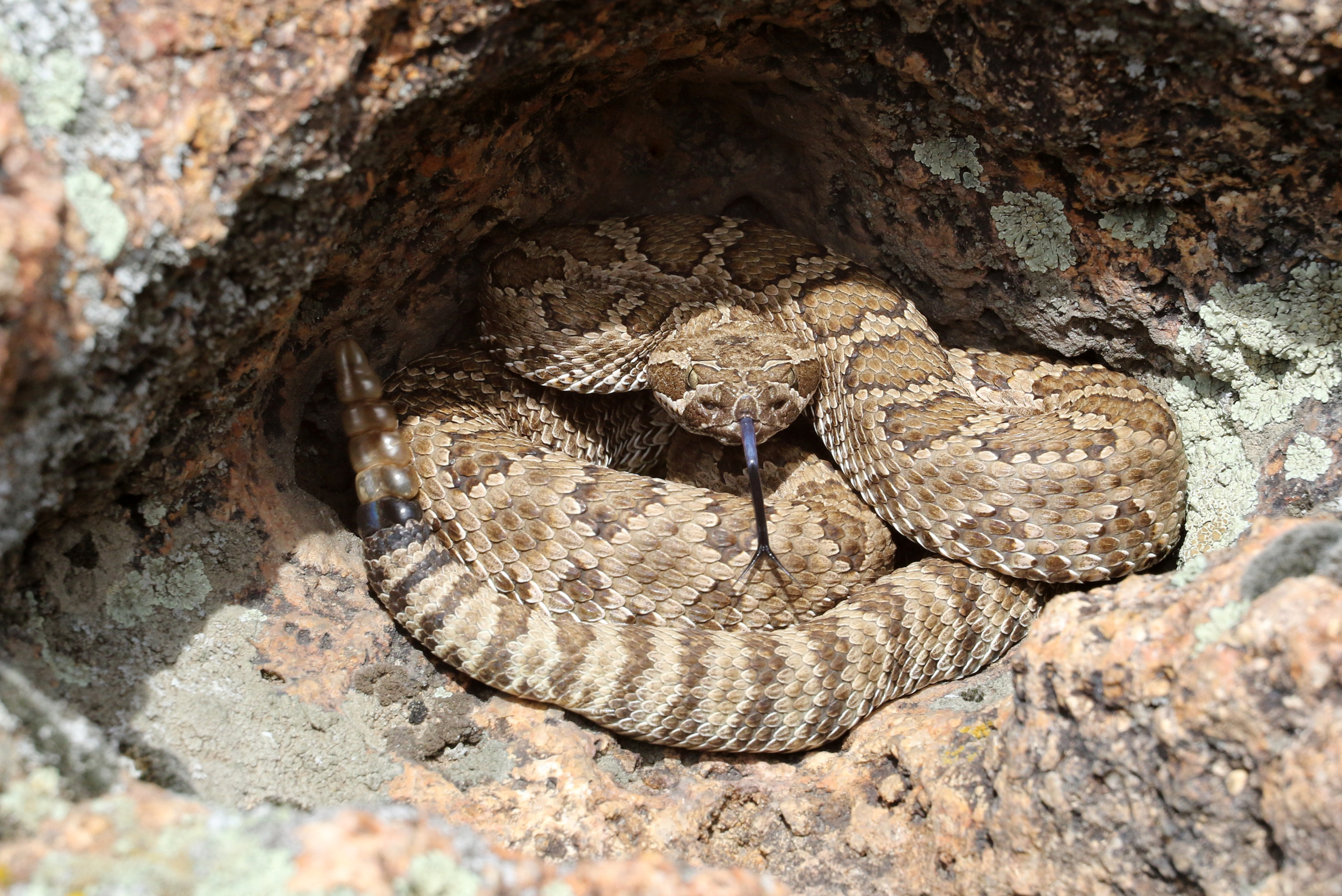 Great Basin rattlesnake generally want to be left alone, they normally rattle to provide a warning. Give them space to get away and they will leave you alone.